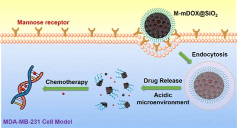 Mannoside Functionalized Silica Nanocomposite Encapsulated Doxorubicin