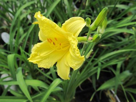 Happy Returns Daylily - Jeffries Nurseries