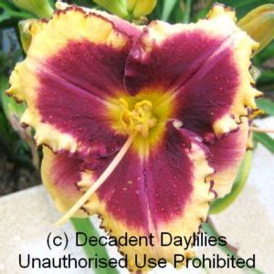 Easy On The Eyes Decadent Daylilies Australia