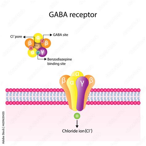 GABA receptor structure, cell membrane. Neurotransmitter gamma ...