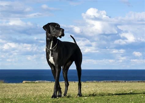 Great Dane Progression Growth Chart Milestones And Training Tips A