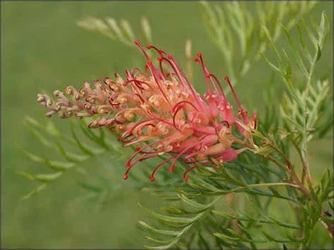 grevillea coconut ice australian native plants