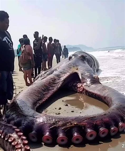 Hoaks Beredar Foto Gurita Raksasa Terdampar Di Pulau Morotai Cermat