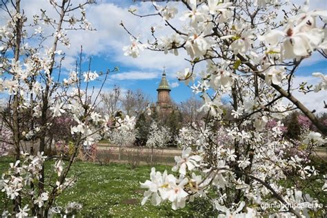 Ziua In Care Vom Avea De Grade Celsius La Timisoara Anuntul