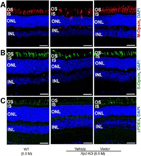 Correction Of Cone Opsin Mis Localization And Restoration Of Cone PDE6