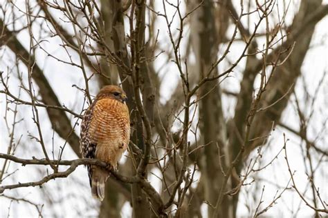 Hawks In Wisconsin 8 Species Youll Need To See