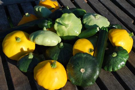 Harvesting Squash, When to Harvest Squash