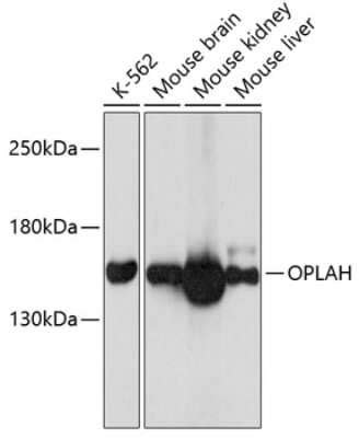 Oplah Antibody Azide And Bsa Free Nbp Bio Techne