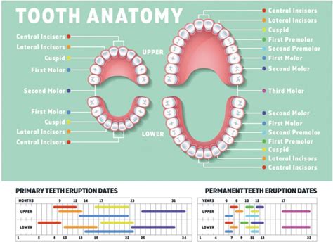 Different Types Of Teeth And Their Importance Beachside Dental