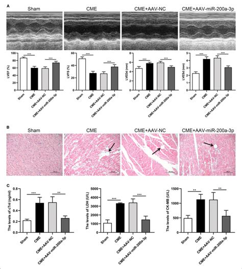 Mir A P Overexpression Alleviates Cme Induced Myocardial Injury