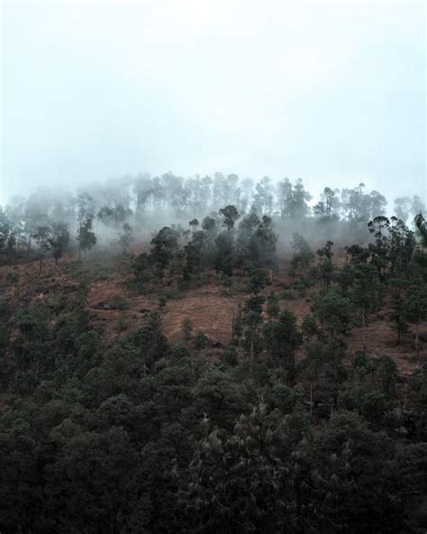 Green Leafed Trees Covered With Fogs · Free Stock Photo