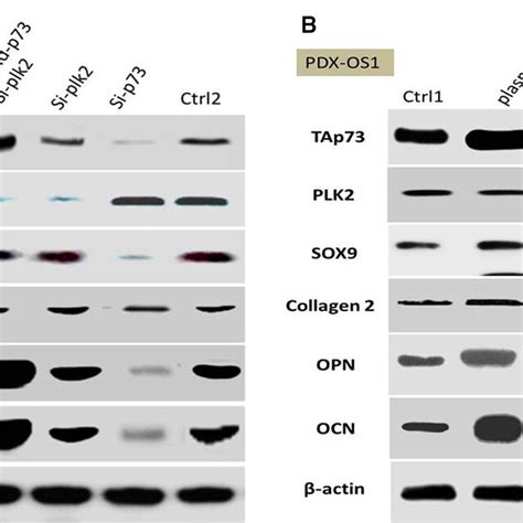 The Mrna Expression Levels Of Tap And Plk Affected Opn And Ocn Mrna