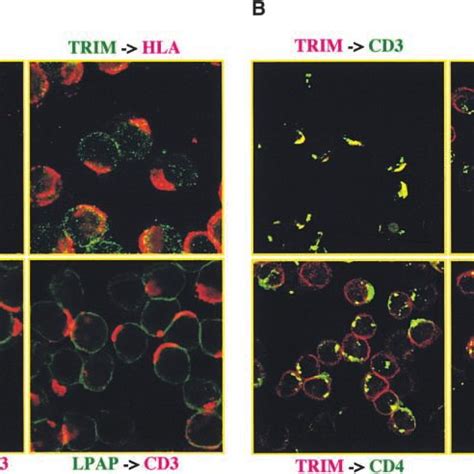 Interaction Between Trim And The Tcr In Peripheral Blood T Cells A