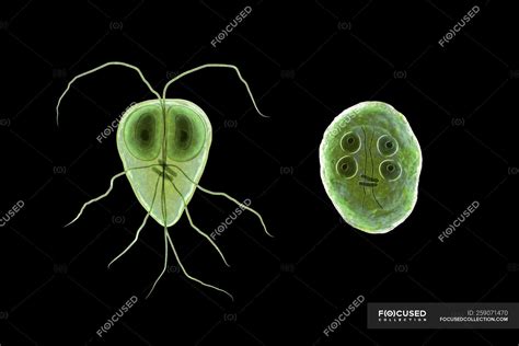 Giardia Intestinalis Trophozoite And Cyst Flagellated Parasite In Small Intestine Digital