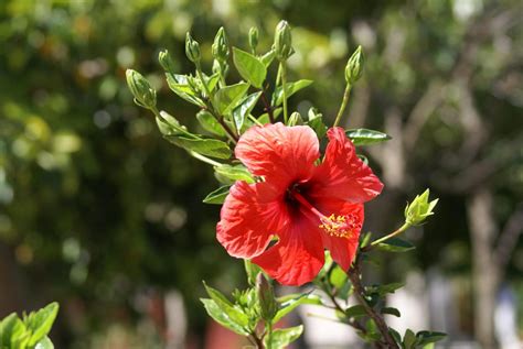 National Flower Of Puerto Rico — Flor De Magas Meaning Uses Facts