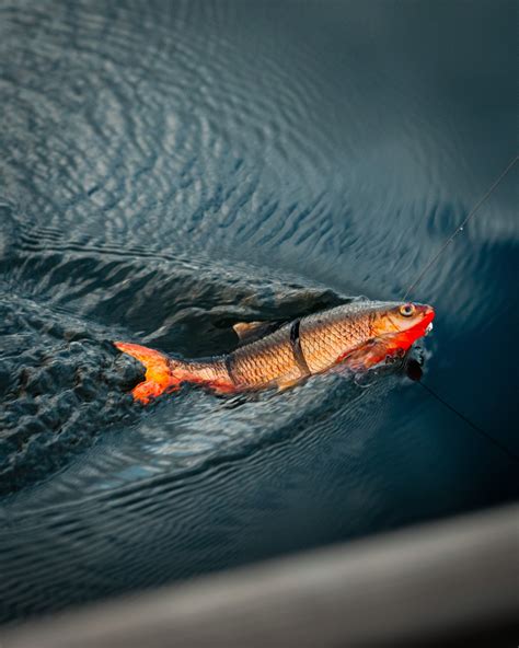 Worldpredatorclassic - TBT Throwing it back to 2019 and a lovely Zander