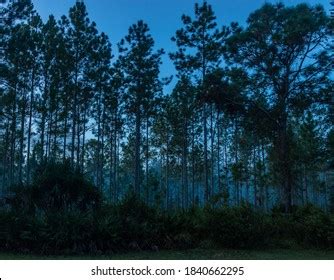 Beautiful Sandhill Ecosystem Forests Florida Stock Photo 1840662295 | Shutterstock