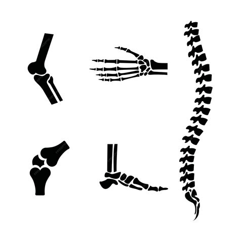 premium vector human bone set vector illustration design
