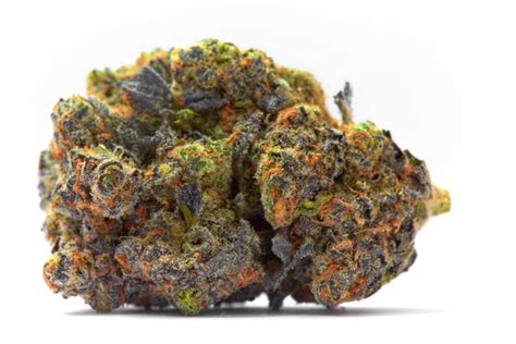 Jungle cake Strain Review - The Lodge Cannabis Denver