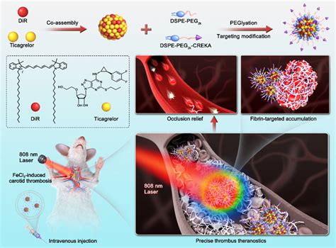 沈阳药科大学罗聪教授课题组adv Sci：小分子纳米组装体增强血栓渗透和高效协同溶栓中国聚合物网科教新闻