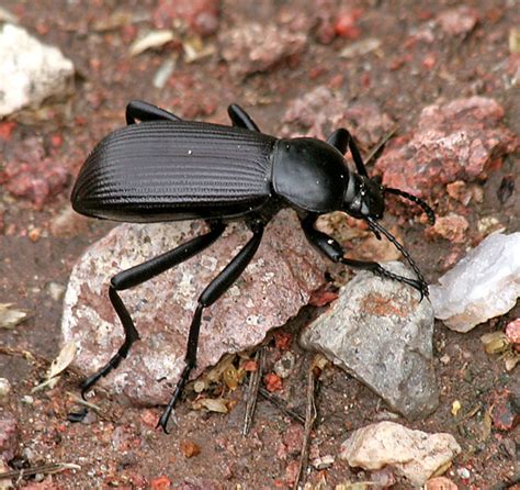 Eleodes Eleodes Obscura Bugguide Net