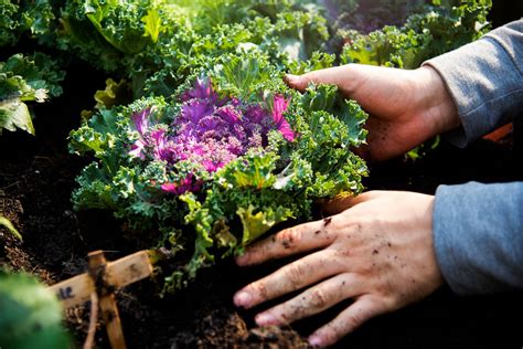 vegetable garden images  vectors pngs mockups backgrounds