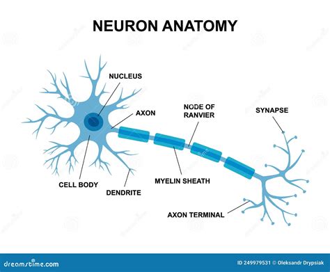 Vector Infographic Of Neuron Anatomy. Medical Chart Human Neuron Structure Illustration ...