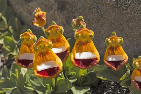 27 Of The Most Rare Flowers In The World Bouqs Blog