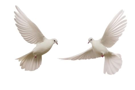 Premium Photo White Dove Flying White Background