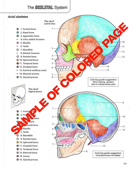 Anatomy & Physiology Coloring Book | Scientific Publishing Anatomy ...