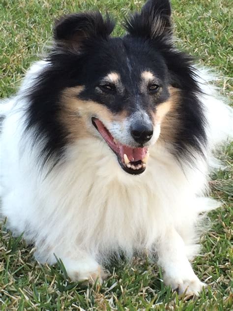 Donation to Sheltie Rescue