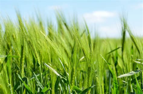 Grass Blue Sky Cloud And Field 4k Hd Wallpaper