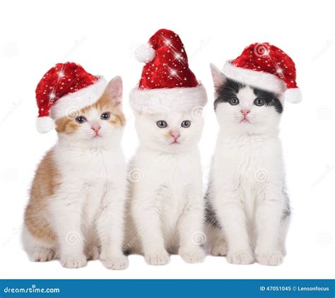 Three Cute Christmas Cats With Hats Stock Photo Image 47051045