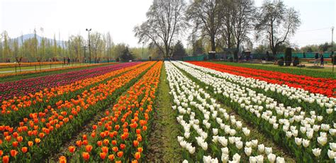 Celebrate Tulip Festival in Srinagar 2024