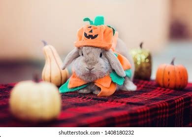 Halloween Rabbit Photos and Images | Shutterstock