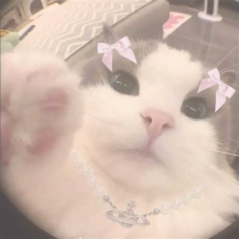 Pin by 𝗆𝖾𝗅𝗈𝖽𝗒 on pink Cat aesthetic Cat icon Cute cats