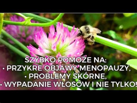 DARMOWY I BEZPIECZNY LEK na menopauzę łysienie androgenowe i nie tylko