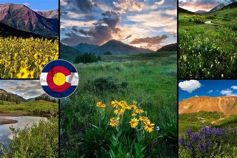 Exploring Crested Butte’s Stunning Wildflower Season: A Guide