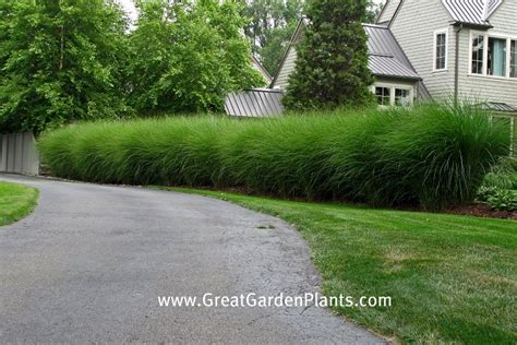 Ornamental grass hedge | www.GreatGardenPlants.com. Ornament… | Flickr