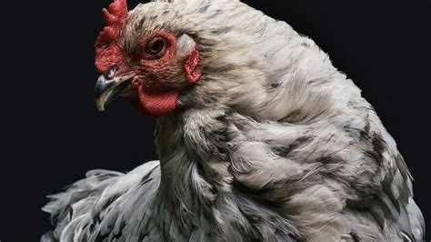 Les dfférentes races de poules françaises Poules Elevage Liste des