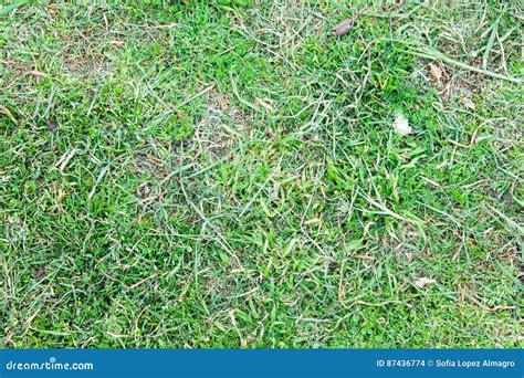 grass underground nature royalty  stock photography cartoondealer