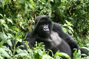 The Different Gorilla Species and Subspecies - Types of Gorillas