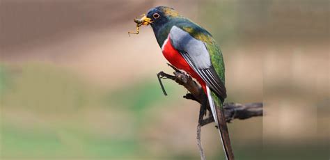 Bird Of The Week Elegant Trogon Kern Audubon Society