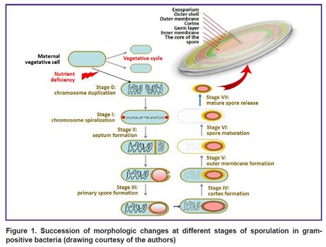 Bacterial Spore Formation