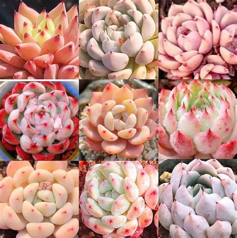 Pink Mixed Succulent Seeds 100seeds Pack Etsy