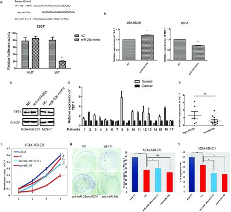 Tet Was A Direct Target Of Mir B A Structure Of The Human Tet