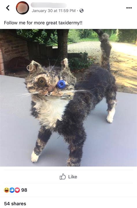 Taxidermy cat. : r/awfuleverything