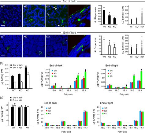 Figure 5 From Arabidopsis Lipid Droplet‐associated Protein Ldap