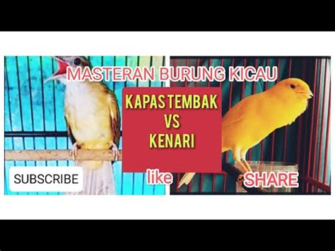 Kapas Tembak Vs Kenari Gacor Cocok Buat Masteran Youtube