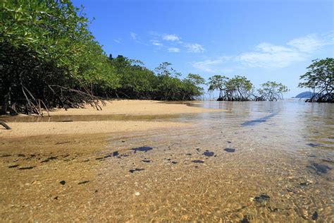 Mangrove forest in the tropical place 9584169 Stock Photo at Vecteezy